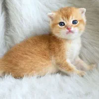 اسکاتیش گلد و سیلور