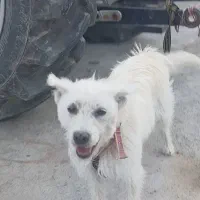 واگذاری سگ پاکوتاه