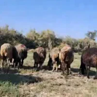 میش|حیوانات مزرعه|شیراز, رحمت‌آباد|دیوار
