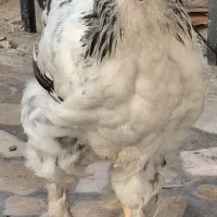 خروس برهما