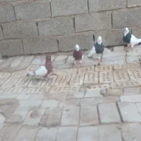 کبوتر رنگی|پرنده|حمیدیه, |دیوار