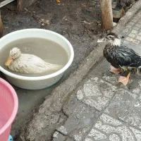 اردک|حیوانات مزرعه|مشهد, نوغان|دیوار