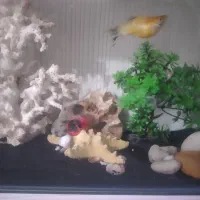 اکواریوم شیشه خم با کل لوازم|ماهی|نسیم‌شهر, |دیوار