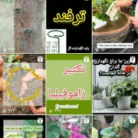 گل وگلدان آپارتمانی،تعویض خاک ،ویزیت ، درمان|خدمات باغبانی و درختکاری|کرمان, |دیوار