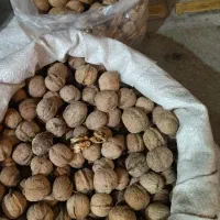 گردو بوانات