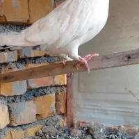 کبوتر  سفید ماده