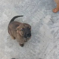 توله دو ماه کنکورسو|سگ|رینه, |دیوار