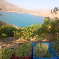 فروش باغ|فروش خانه و ویلا|موچش, |دیوار