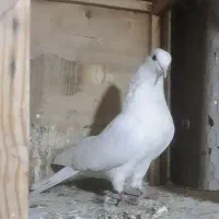 کبوتر گره بند|پرنده|کوهدشت, |دیوار