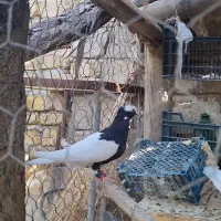 طوقی سیاه