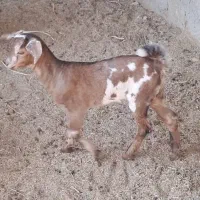 یک عدد بز همراه کره اش به فروش می‌رسد|حیوانات مزرعه|خمیر, |دیوار