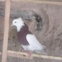 ماده طوقی|پرنده|قم, یزدانشهر|دیوار