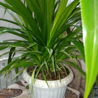 گل پاندانوس