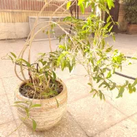 گل محبوب شب