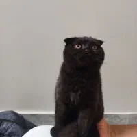 گربه اسکاتیش