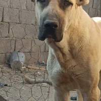 سرابی اصل نصب دار