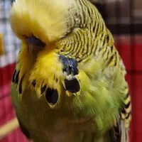 مرغ عشق انگلیسی (گرید بالا)