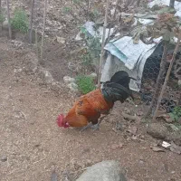 خروس جوان|حیوانات مزرعه|عباسآباد, |دیوار