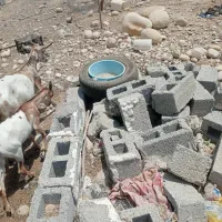 یک بز سومال اصل و کهرش‌