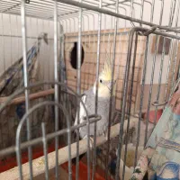 عروس هلندی نر|پرنده|هشتگرد, شهرک ریحانه|دیوار