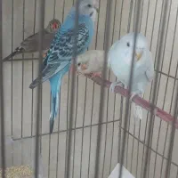 مرغ عشق و فنچ