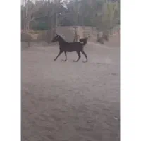 کره مادیون شجره دار