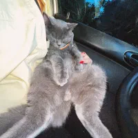 گربه بریتیش (جفت گیری)|گربه|گرگان, |دیوار