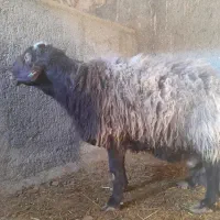 همو قوچ|حیوانات مزرعه|طاغنکوه, |دیوار