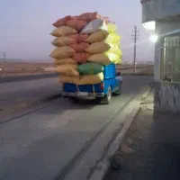 کاه گندم امسالی