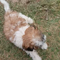 سگ شیتزو|سگ|مسجد سلیمان, |دیوار