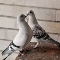 شامی .|پرنده|زرین دشت (فارس), |دیوار