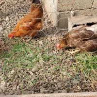 چهار مرغ ویک خروس|حیوانات مزرعه|آستانه اشرفیه, |دیوار