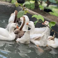 غاز و اردک|حیوانات مزرعه|عباس‌آباد, |دیوار