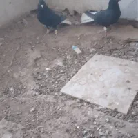 دم سفید جفتی