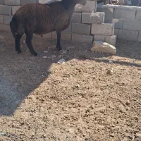 قوچ همو