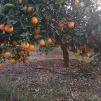 فروش تامسون درجه یک