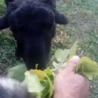 3راس‌گوسفند‌جوان‌‌حدودن‌هرکدوم‌35کیلوبه‌بالا‌|حیوانات مزرعه|مرند, |دیوار