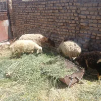 بره با میش|حیوانات مزرعه|رفسنجان, |دیوار