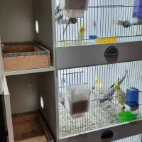 حراج عروس هلندی به دلیل کمبود جا و جابجایی