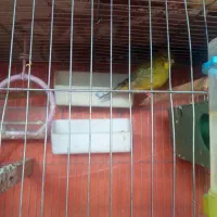 قناری نر|پرنده|بهبهان, |دیوار