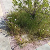 نیازمند کارگر ماهانه برای فضای سبز