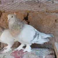کبوتر ترکیه ای - سوسنی - سبز عربی|پرنده|یزد, |دیوار