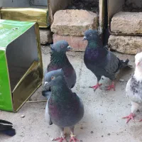6عدد کبوترسبز