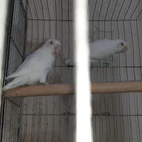 طوطی  برزیلی کتوله مولد|پرنده|فولادشهر, مسکن مهر فولادشهر|دیوار