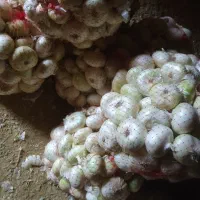 پیاز سفید بومی