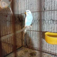 مرغ عشق|پرنده|حویق, |دیوار