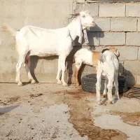 تیربز اصلی