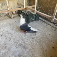 ماده پلاس مهر مهر