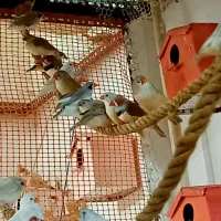 فنچ کینگ مولد درشت