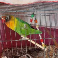 طوطی برزیلی نر|پرنده|اردبیل, |دیوار